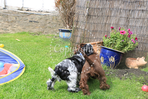 George-&-Daisy-246
