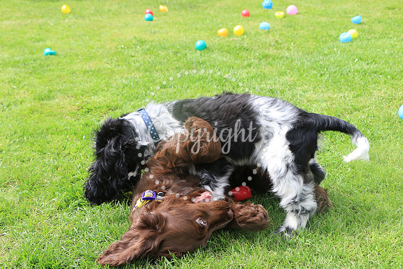George-&-Daisy-252