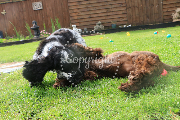 George-&-Daisy-256