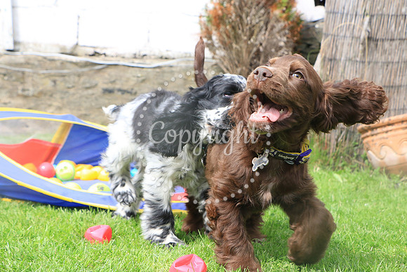 George-&-Daisy-268