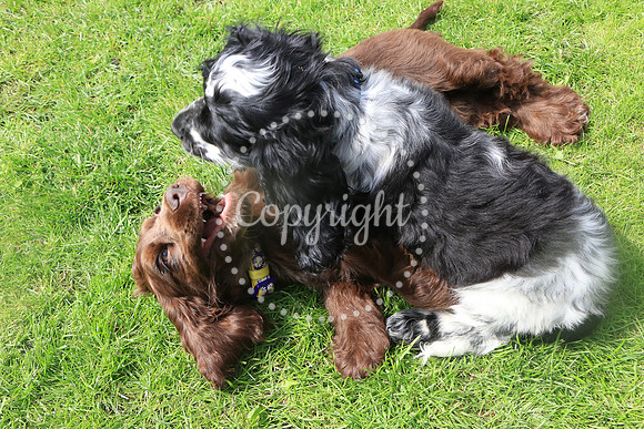George-&-Daisy-276