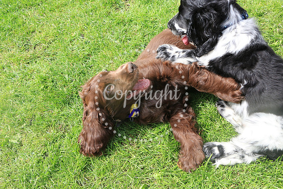 George-&-Daisy-278