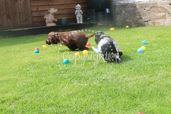George-&-Daisy-284