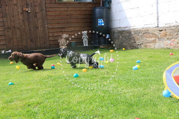 George-&-Daisy-286