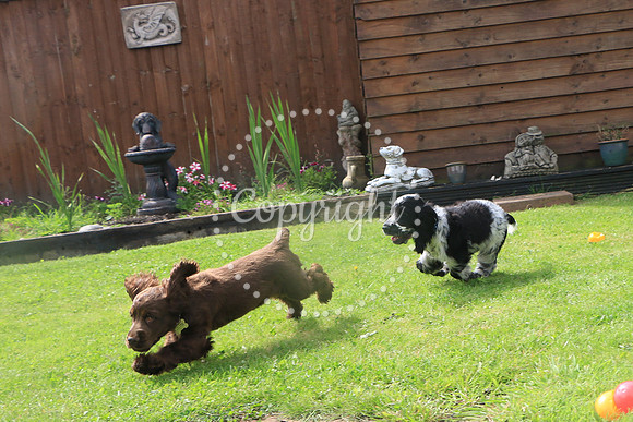 George-&-Daisy-290