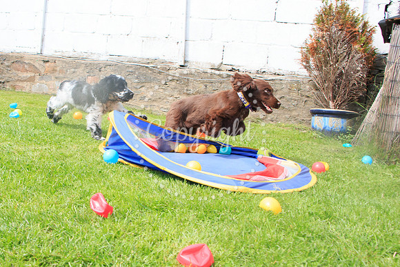 George-&-Daisy-301