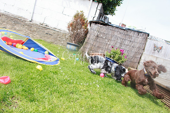 George-&-Daisy-305