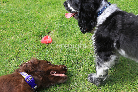 George-&-Daisy-312