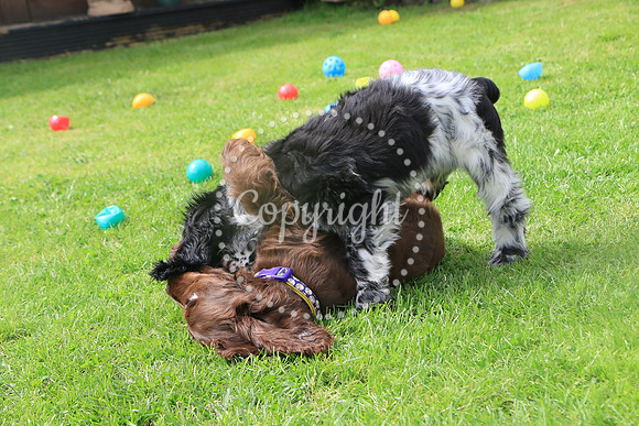 George-&-Daisy-324