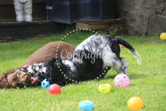 George-&-Daisy-330