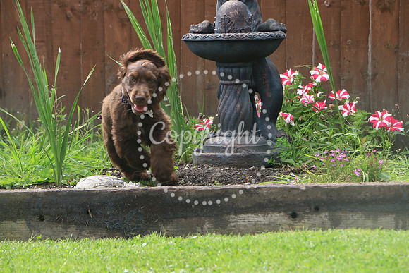 George-&-Daisy-346