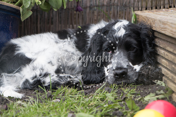 George-&-Daisy-361