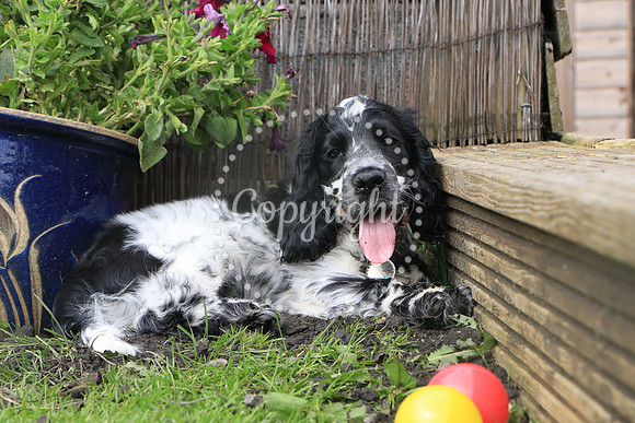 George-&-Daisy-368