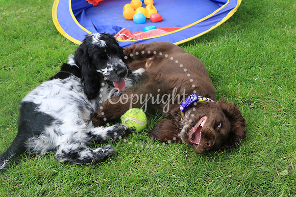 George-&-Daisy-372