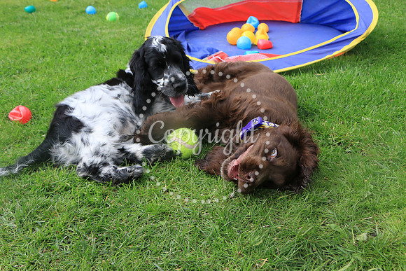 George-&-Daisy-374