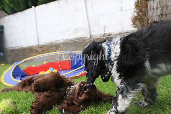 George-&-Daisy-376