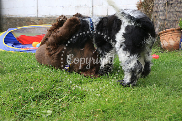 George-&-Daisy-380