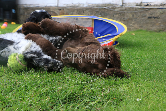 George-&-Daisy-382