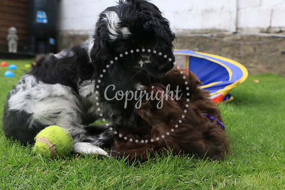 George-&-Daisy-384