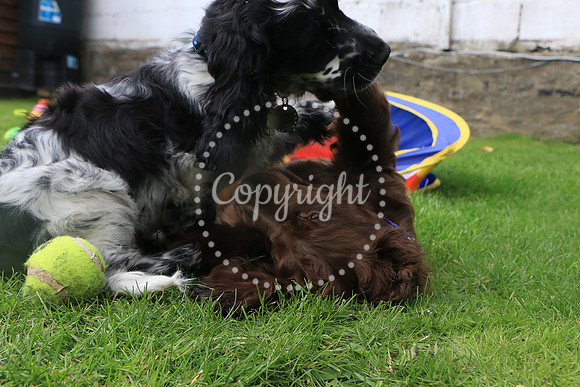 George-&-Daisy-386