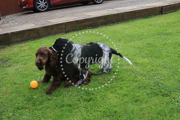 George-&-Daisy-390