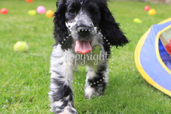 George-&-Daisy-398