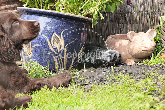 George-&-Daisy-411