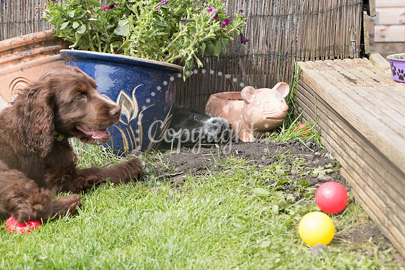 George-&-Daisy-413