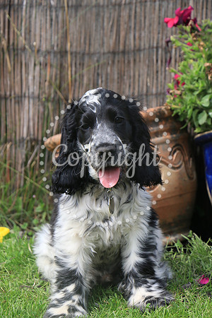 George-&-Daisy-419