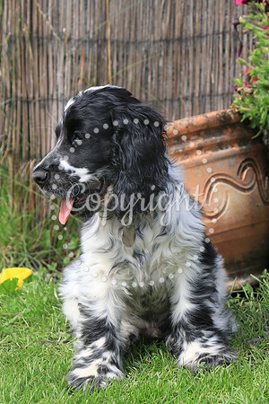 George-&-Daisy-422