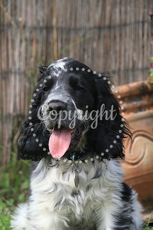 George-&-Daisy-423