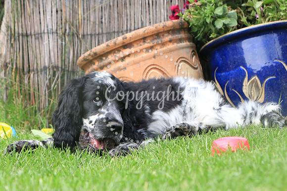 George-&-Daisy-428