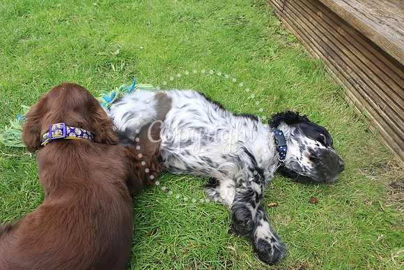 George-&-Daisy-432