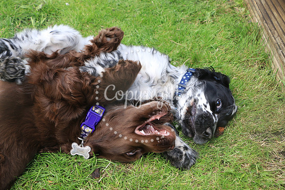 George-&-Daisy-433