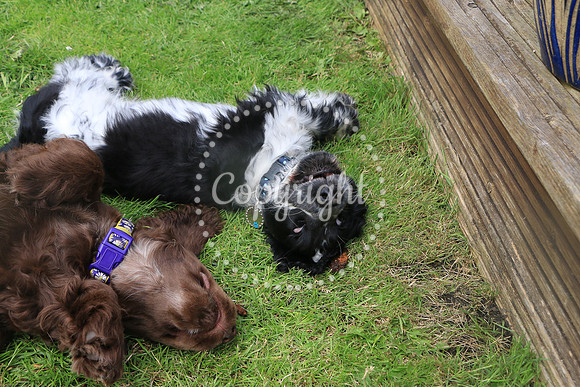 George-&-Daisy-438