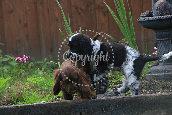 George-&-Daisy-444