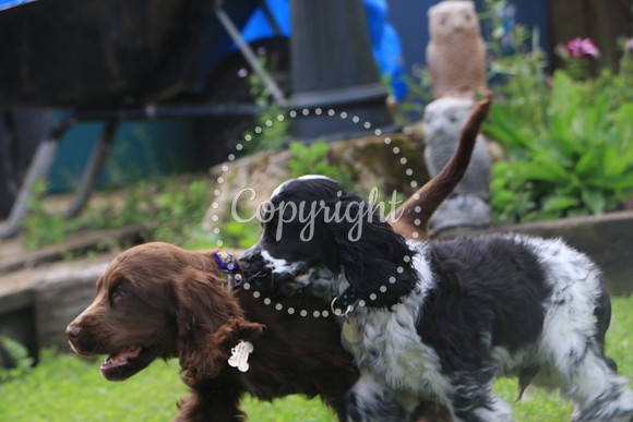 George-&-Daisy-446