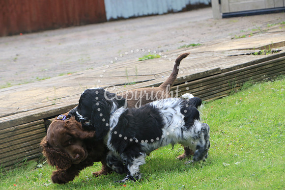 George-&-Daisy-448