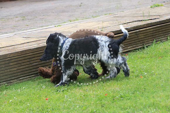 George-&-Daisy-450