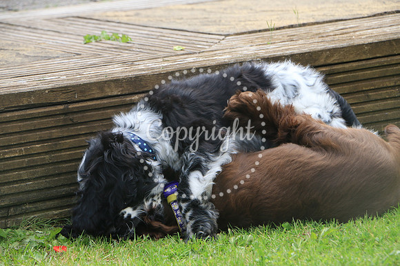 George-&-Daisy-454