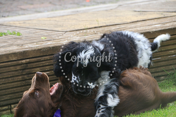 George-&-Daisy-456