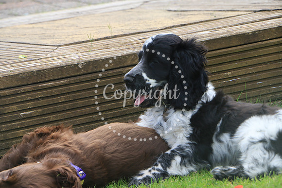 George-&-Daisy-460