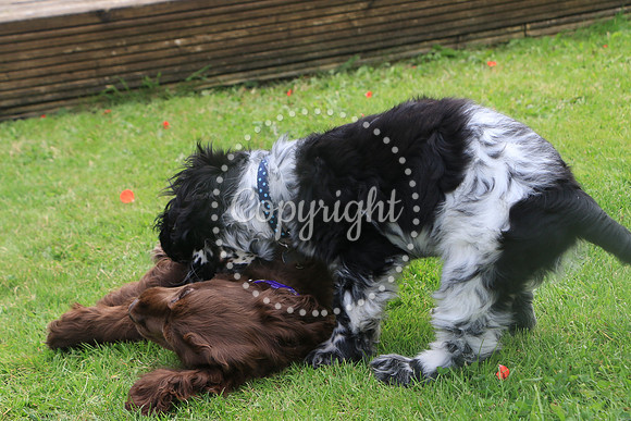 George-&-Daisy-466