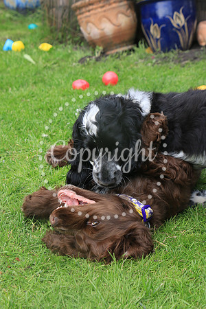 George-&-Daisy-468