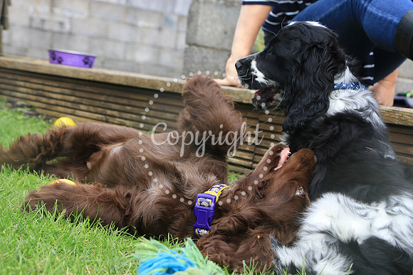 George-&-Daisy-472