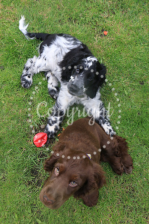 George-&-Daisy-478