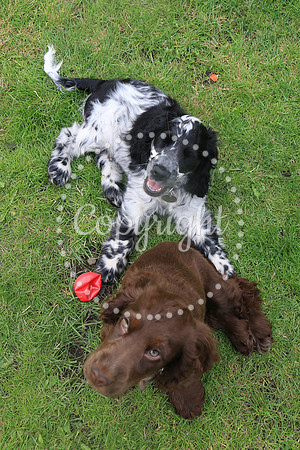 George-&-Daisy-480