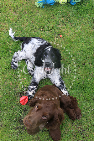 George-&-Daisy-482