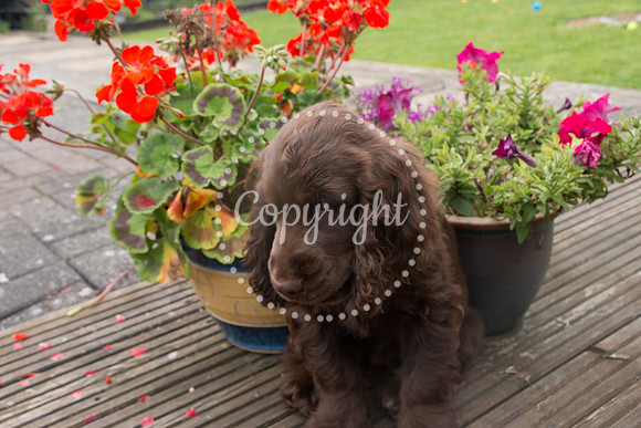 George-&-Daisy-487