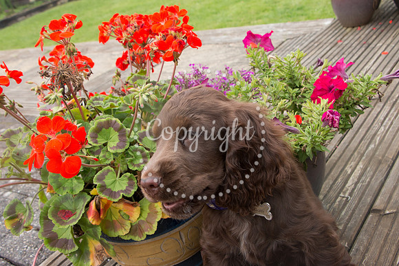 George-&-Daisy-491